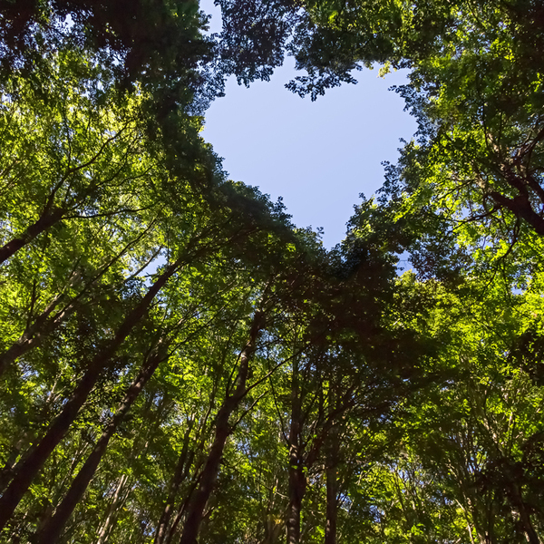 Tall trees with green leaves forming a canopy, with a large, heart shaped opening in the center revealing blue sky above.